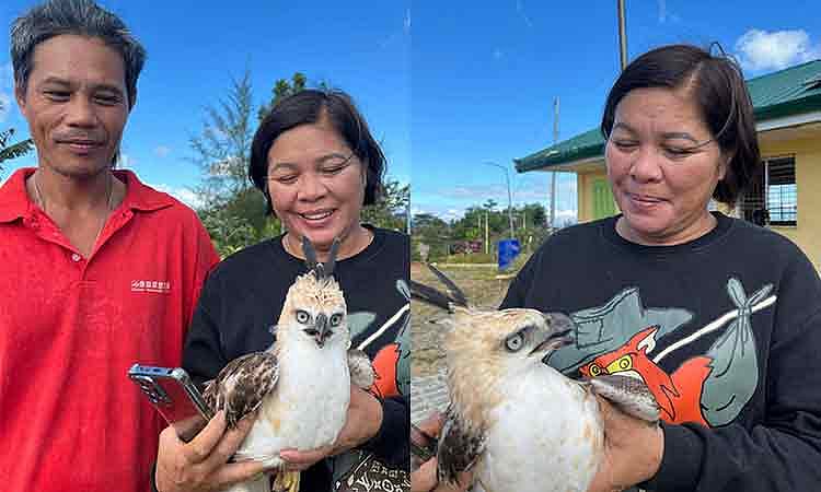 Juvenile ‘lawin’ rescued in Compostela