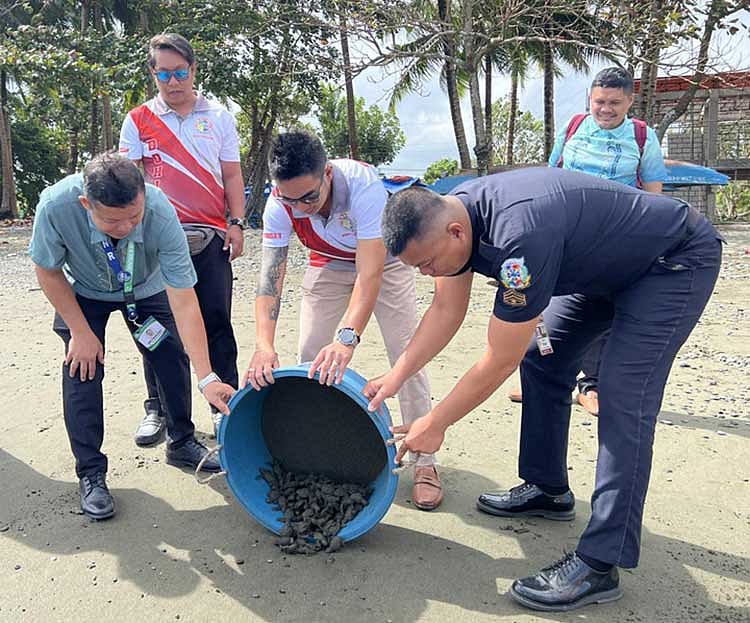 Over 4,300 Olive Ridley hatchlings released in Zamboanga del Norte