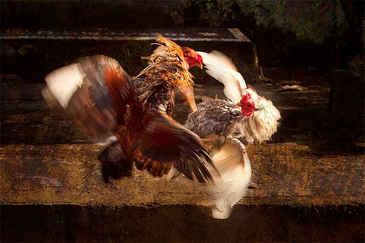 Bacolod City Council Calls for Crackdown on Illegal Cockfighting Activities