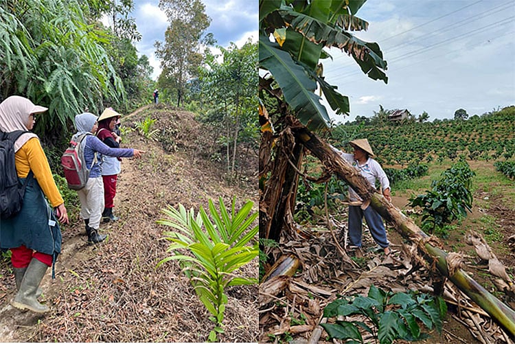 How bananas are fueling innovation, empowerment in Southeast Asia