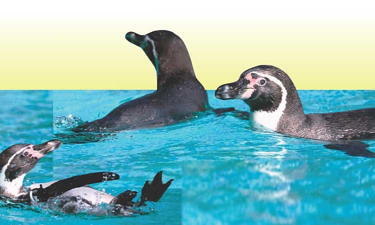 Cebu's captive penguins