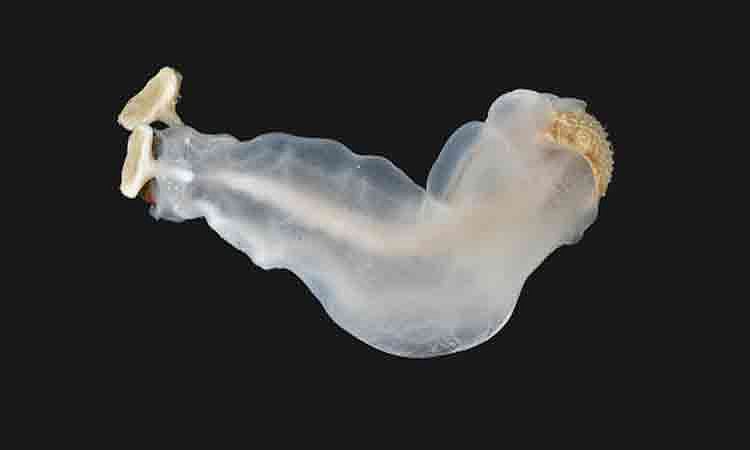 Bohol’s rock-eating clam finalist for Mollusc of the Year