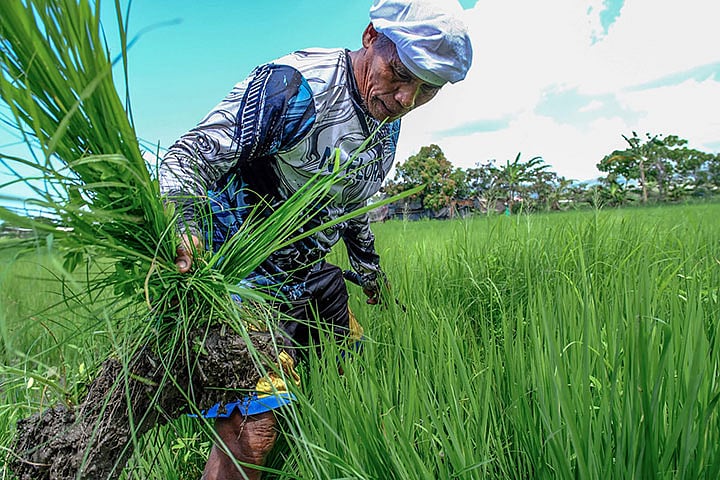 Senior farmer in Talisay relies on springs for crops