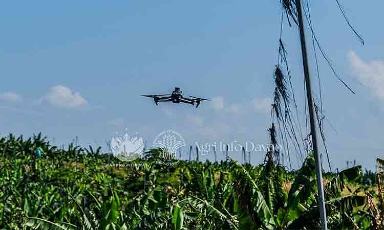 AI-Powered Drones Tested in Davao Banana Farms for Disease Detection