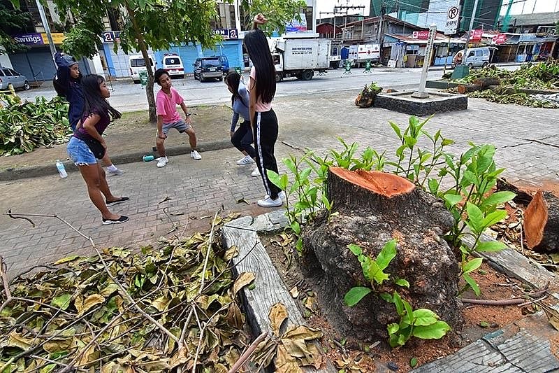 Councilor wants DENR to explain cutting of trees