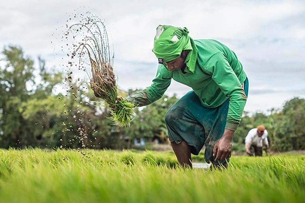 Gov't urges farmers to fight rice field rats