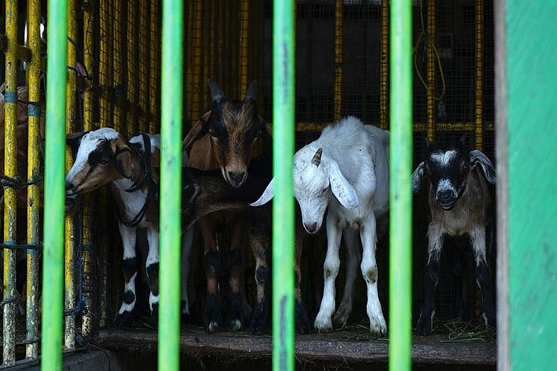 City halal slaughterhouse operation starts in March