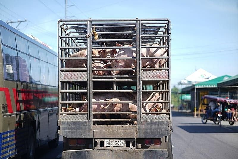 Davao veterinary office assures culling process follows AWA standards