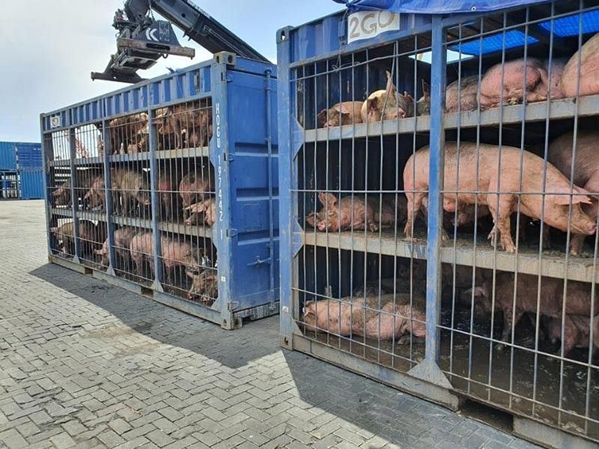 Packing Hogs Davao hog farmers start shipment to Luzon