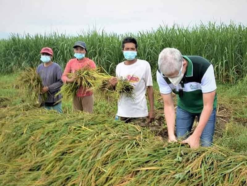 Negros Occidental reaps first harvest of sugarcane-rice crop project