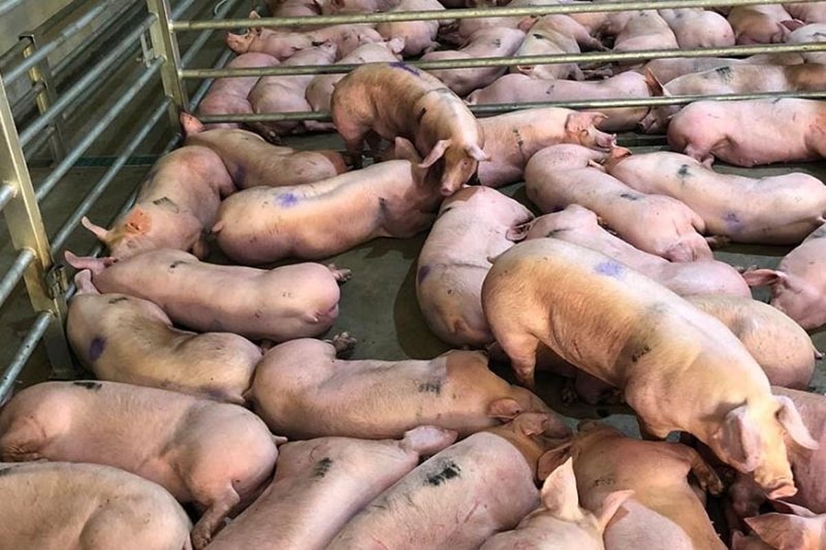 Hog Position Province to launch organic hog farming next month