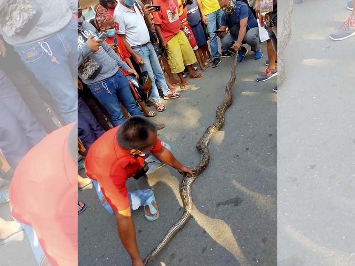 Python caught 'hitching a ride'