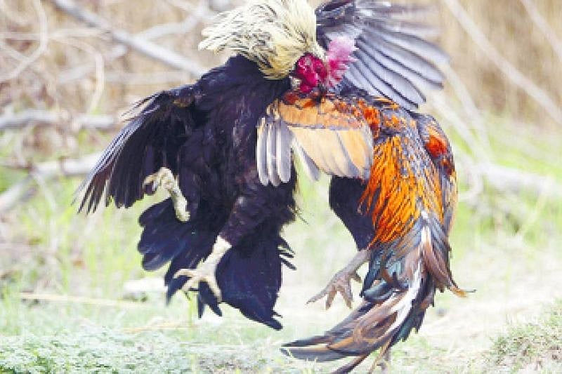 Gamefowl commission Reopen cockpit arenas