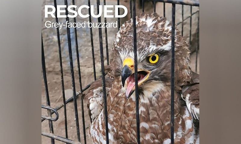 DENR officers rescue migratory bird