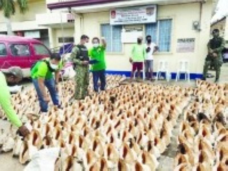 Endangered sea shells seized in Bantayan