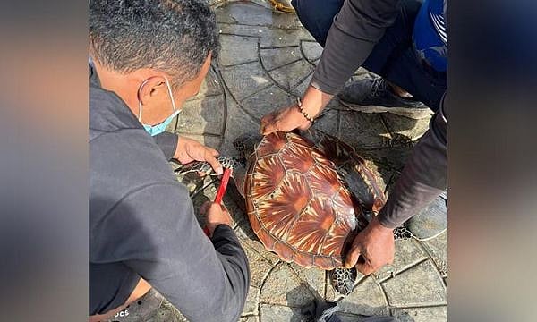 Rescued green sea turtle released off Zamboanga City