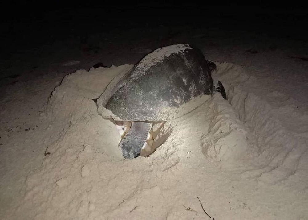 243 sea turtle eggs relocated due to sea level rise