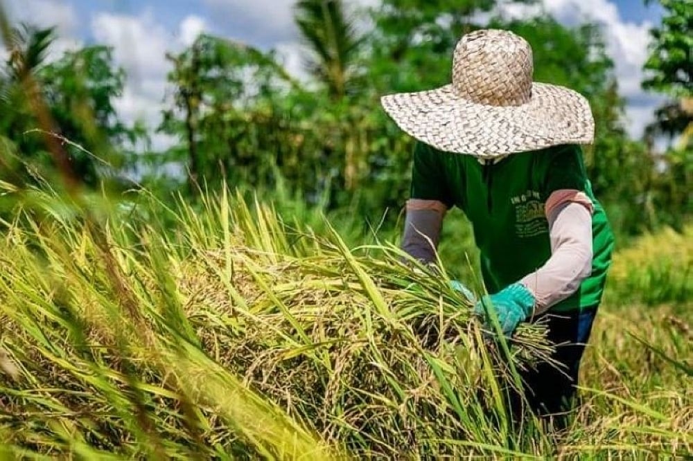 DA-Davao notes increase in palay production in region