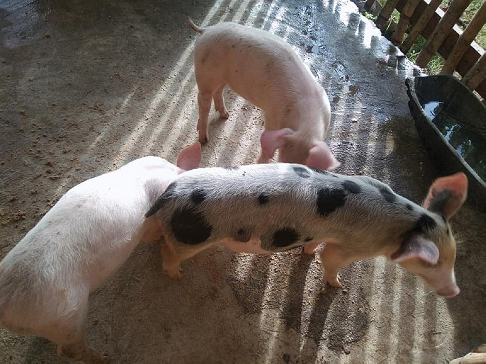 NegOcc imposes stricter border control as more ASF cases reported in WV ...