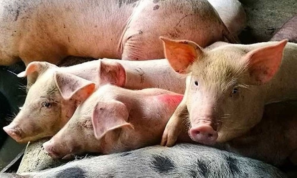 Cebu Launches Extensive Pig Surveillance for Export Certification