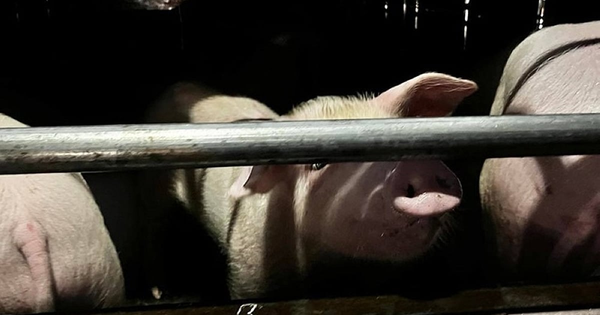 Mandaue City Implements Tighter Border Control in Fight Against ASF ...