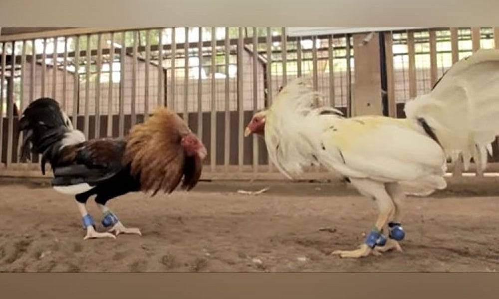 Sugarol nga ‘hinay modagan,’ sikop sa ronda sa tigbakayan