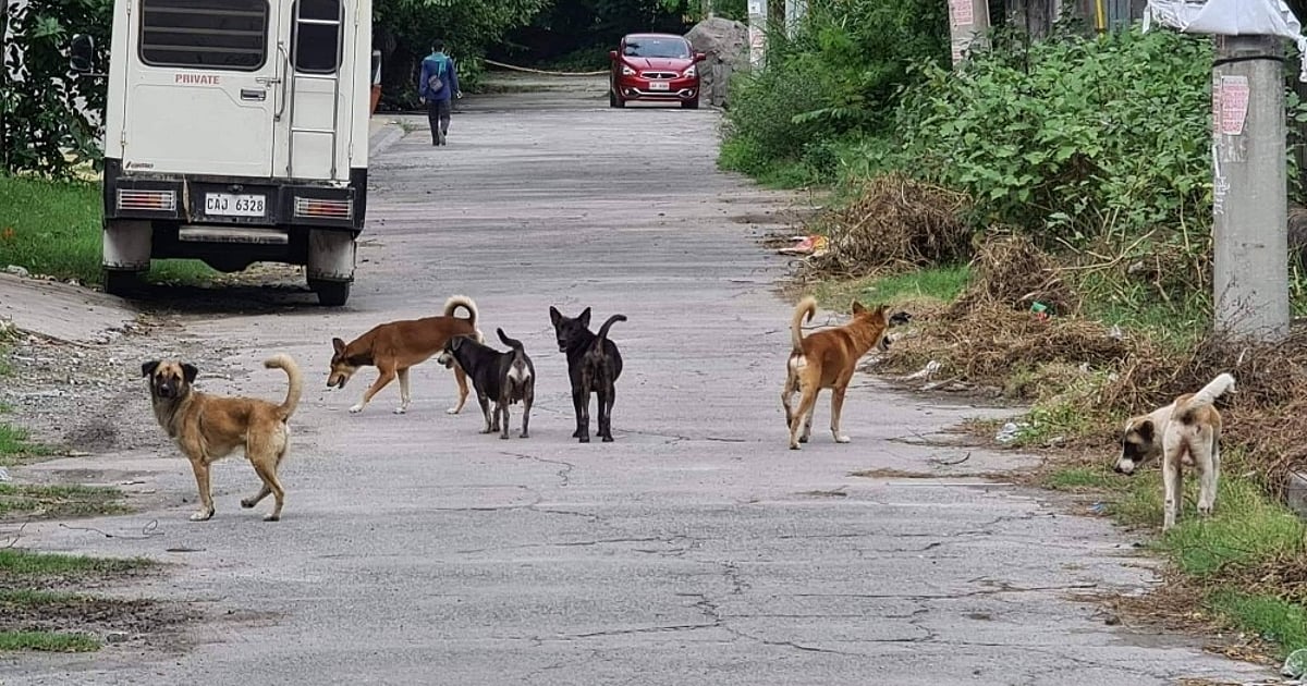 7 rabies cases recorded since January 1, 2024