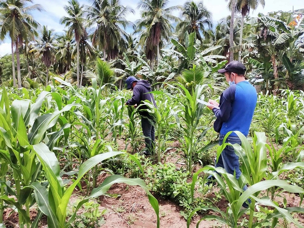 DA-Davao testing new rice varieties to help farmers adapt to El Niño