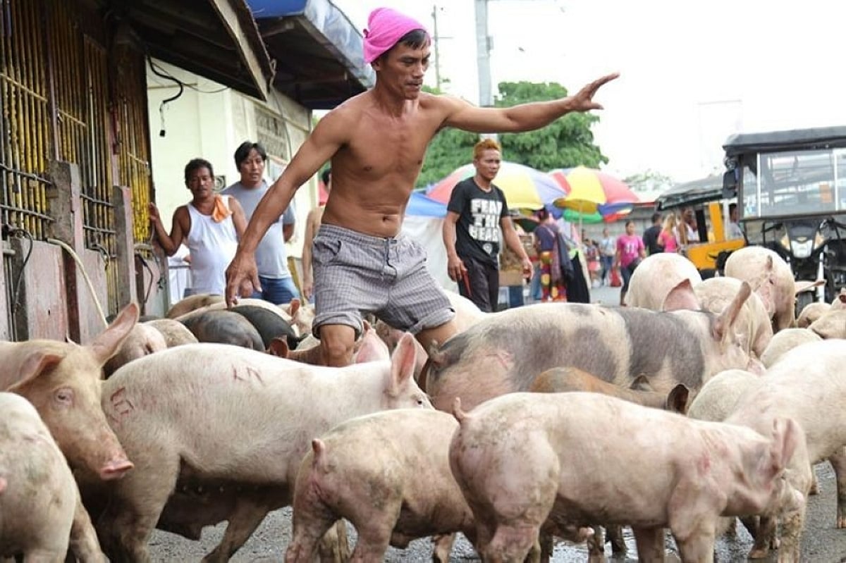 Hog Position Carcar allotted P4.7M to aid hog raisers