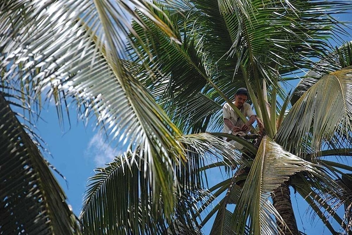 Cocolisap infestation under control