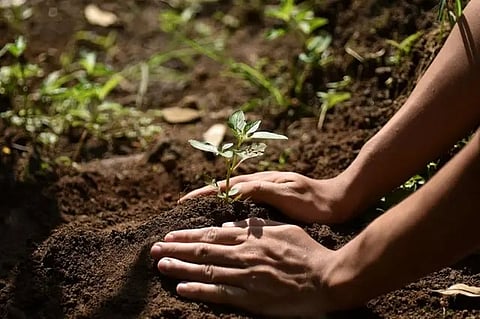 International Day for Conservation of the Mangrove Ecosystem