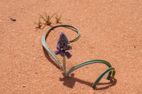 MEWA and NEOM Announce Discovery of Eight Previously Unrecorded Native Plant Species in Saudi Arabia