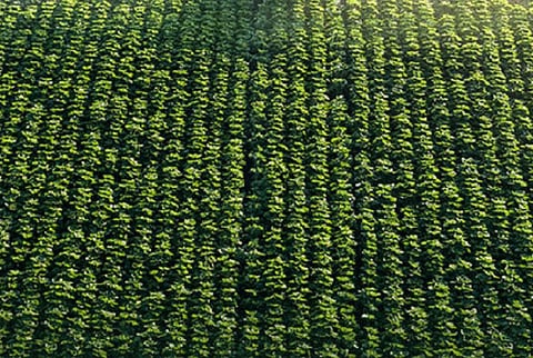 ADAFSA Empowering Farmers to Adopt Sustainable Practices and Support Food Security in Abu Dhabi