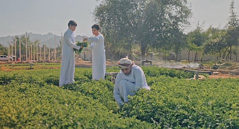 Dubai Municipality Launches Second Hatta Farming Festival