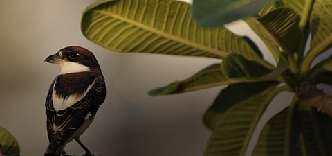 Desert Greening: How Middle Eastern Nations Are Turning Sands into Forests