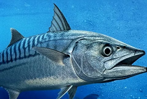 Abu Dhabi Scientists Discover Second Kingfish Spawning Season in Emirate’s Waters