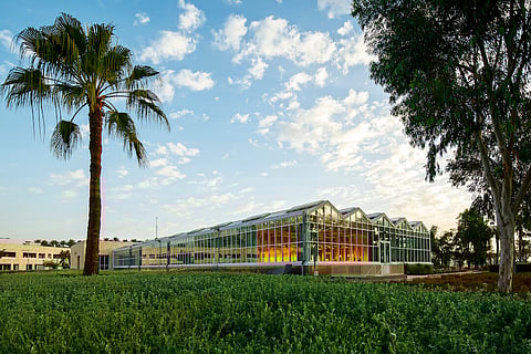 KAUST and CIMMYT Collaborate to Discover Climate-resilient Food Crops in Saudi Arabia