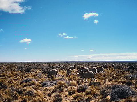 Biodiversity Holds the Key to Dryland Survival Under Grazing Pressure