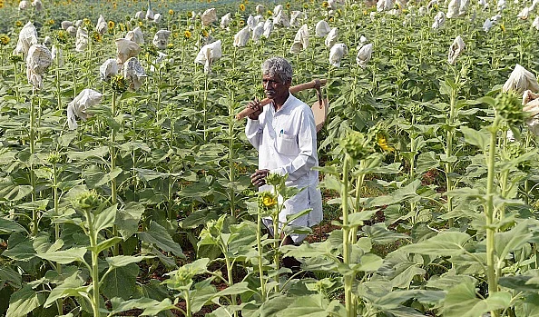 Farmer in field