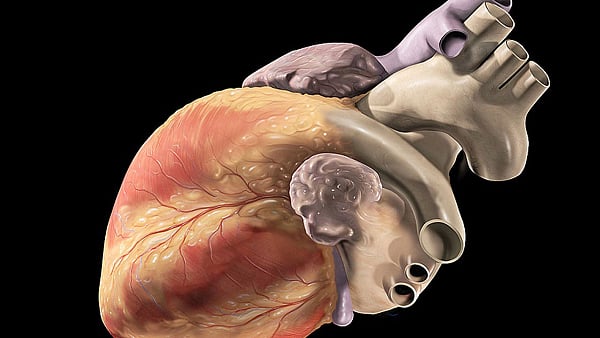 

The Human Heart (Patrick J. Lynch/Wiki Commons)