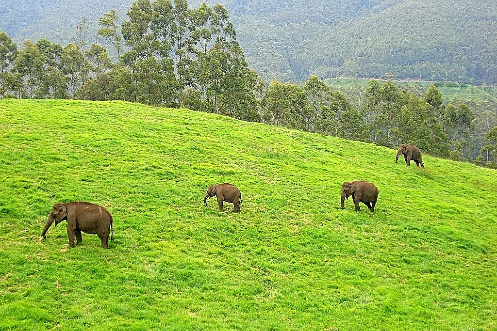 Elephants in India (Wikipedia)&nbsp;
