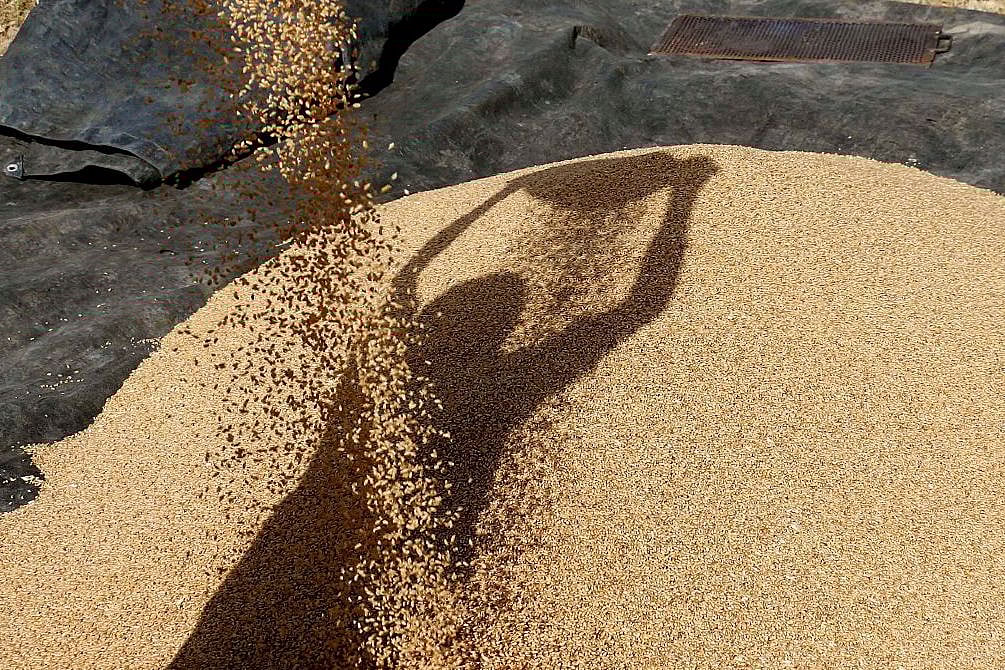 Wheat  (AFP/Getty Images)
