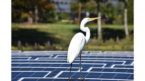 Floating Solar