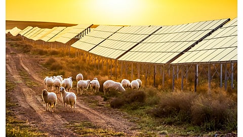 Solar farm with sheep grazing 