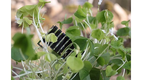 Biodegradable Solar Module