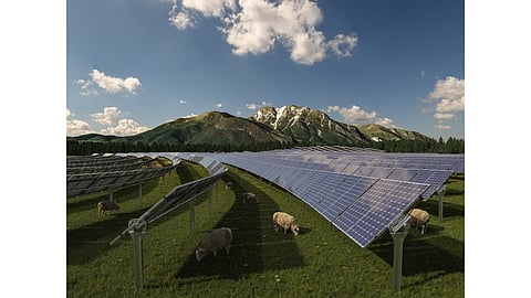 Solar Farm, Agrivoltaics