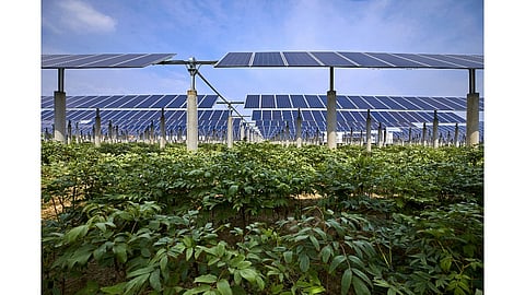 Agrivoltaic