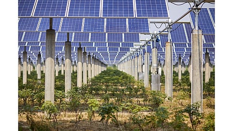 Abu Dhabi’s DoE says its policy aims to encourage solar and BESS adoption to help cut emissions and strengthen grid reliability, starting with agricultural customers and owners of rest houses and ranches. (Illustrative Photo; Photo Credit: Jenson/Shutterstock.com) 