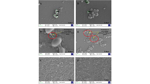 A microscopy image from the study shows microbial biofilm embedded in extracellular polymeric substances on PV glass. The structure traps dust particles and forms stable surface deposits over time.
