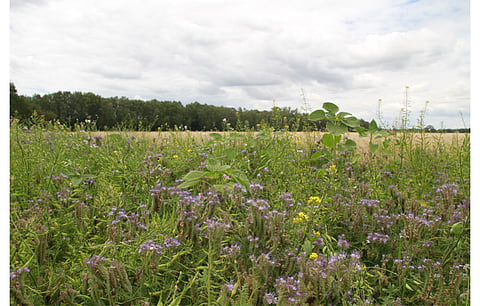 As Germany eyes agricultural land to expand PV capacity in the country, local farmers’ association DBV has come out with a position paper to recommend a series of measures to explore ways to do that, and not just by deploying ground mounted PV. (Photo Credit: DBV)